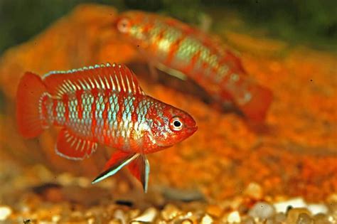 Scarlet Badis Care Guide: Tank Mates, Feeding and Breeding.